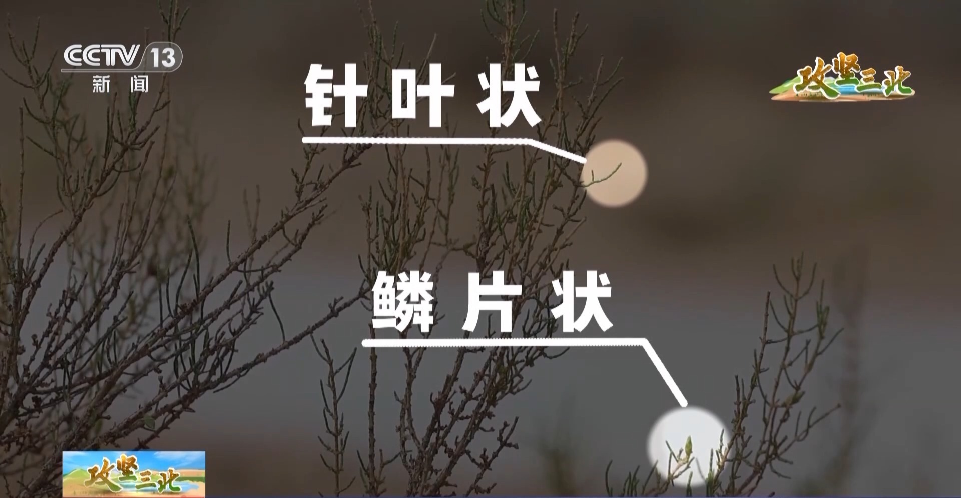 不怕不怕，歌曲的力量与生活的勇气