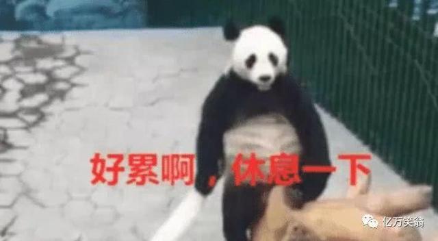 金馆长熊猫,网络文化中的幽默与创意 金馆长熊猫,网络文化中的幽默与创意