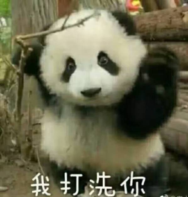 金馆长熊猫，萌态可掬的守护者，数字化转型的桥梁