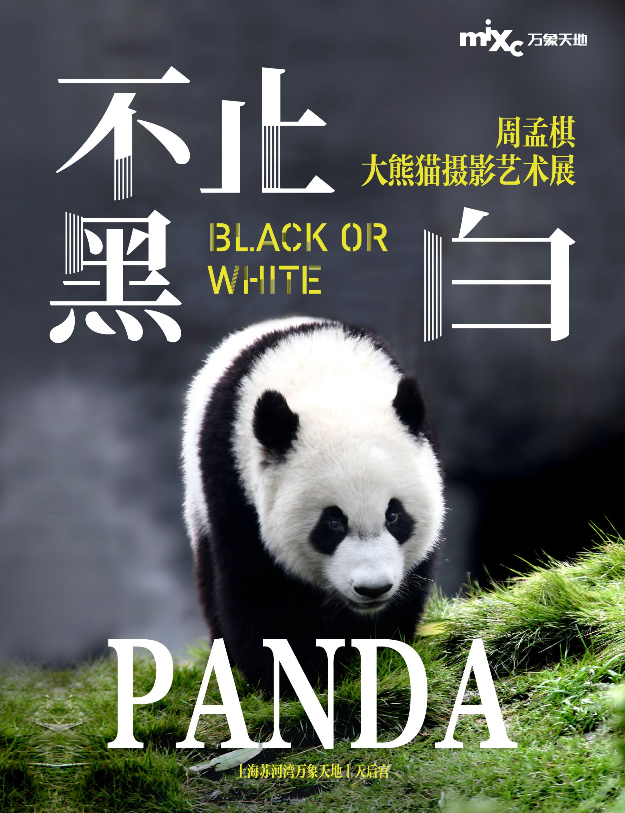 金馆长熊猫，数字化时代的守护使者
