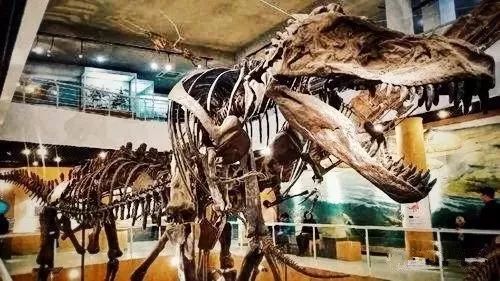 揭秘史前巨兽，恐龙化石拼图的奇妙之旅