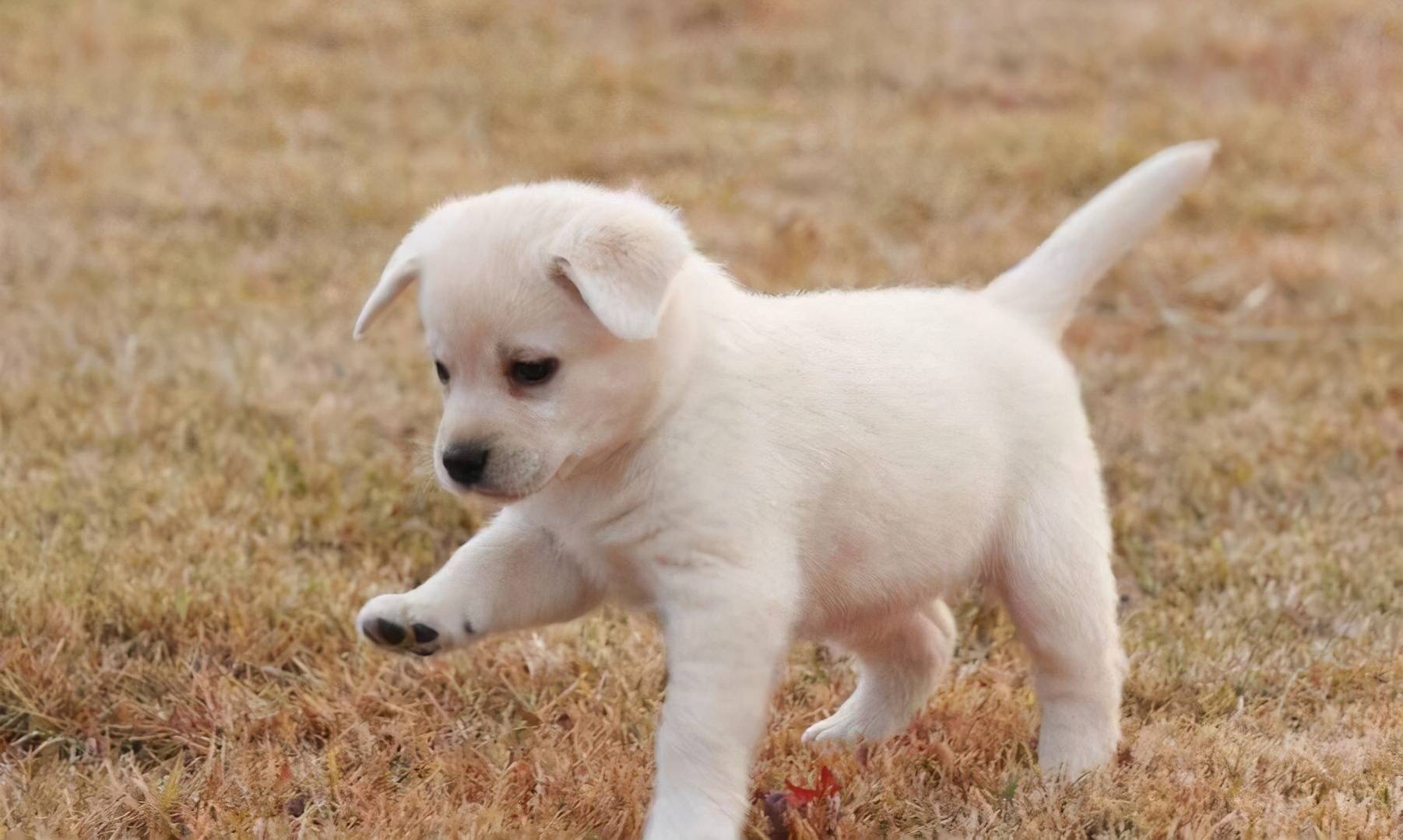 舔狗现象，网络文化中的自我牺牲与情感困境