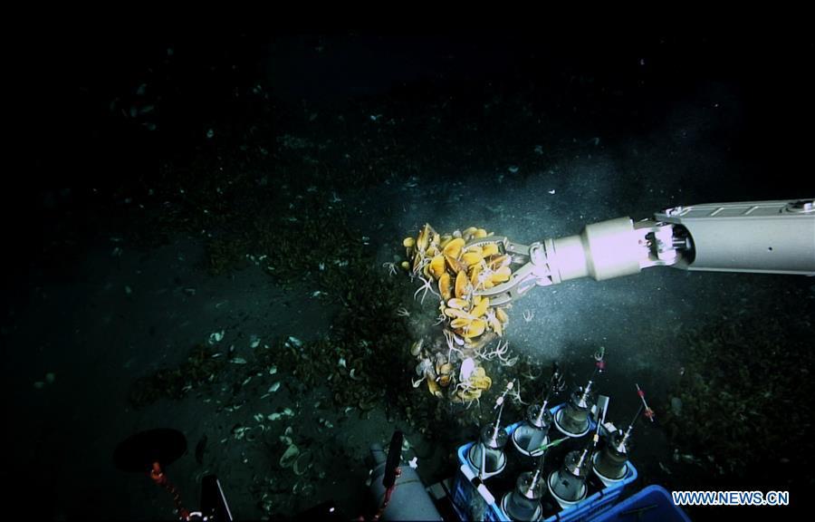 深海的神秘食客，探索深海喂食者的奇妙世界