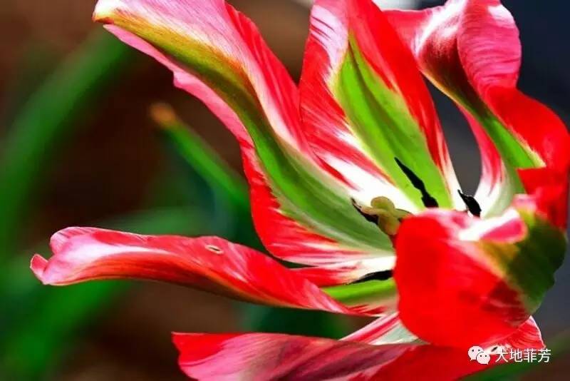 兰陵美酒郁金香，探索中国古典诗歌中的美酒与花卉