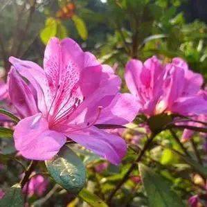 兰陵美酒郁金香，探索中国古典诗歌中的美酒与花卉