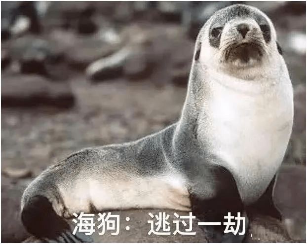 霍尊的神秘选择，探索海狗丸的奥秘