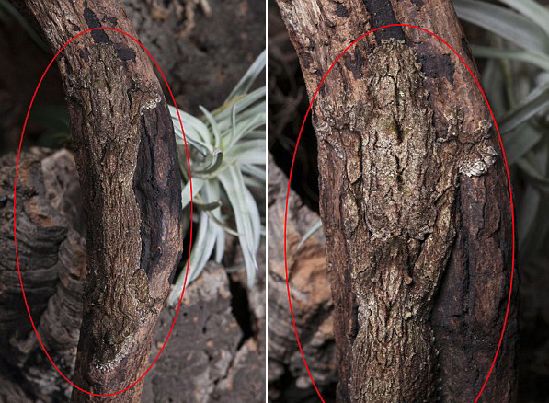 撒旦叶尾壁虎，自然界的伪装大师