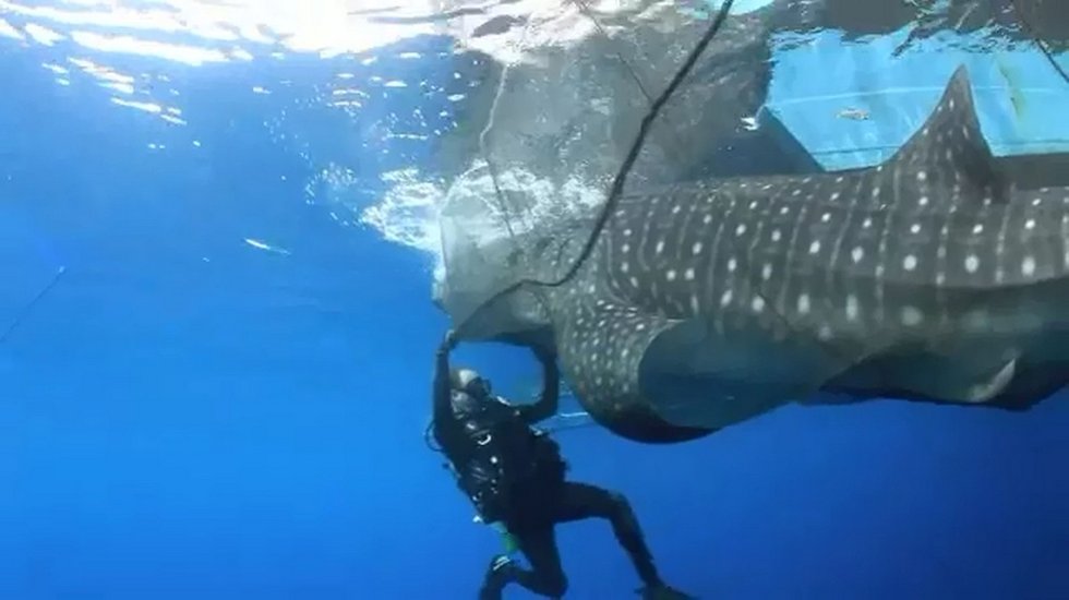 深海巨兽，探索地球上最大的鱼类—鲸鲨的神秘世界