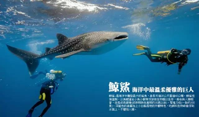 深海巨兽，探索地球上最大的鱼类—鲸鲨的神秘世界