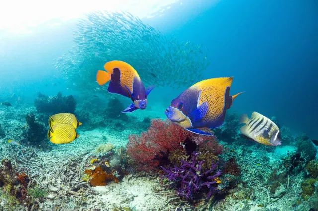 探索海洋巨兽，了解最大的鱼类及其生态奥秘