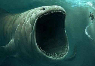 海洋巨兽，探索世界上最大的鱼类—鲸鲨的神秘世界
