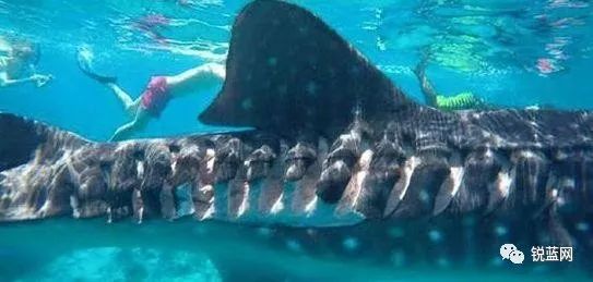 海洋巨兽，探索世界上最大的鱼类—鲸鲨的神秘世界