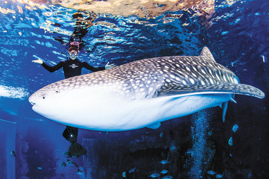 海洋巨兽，探索世界上最大的鱼类—鲸鲨的神秘世界