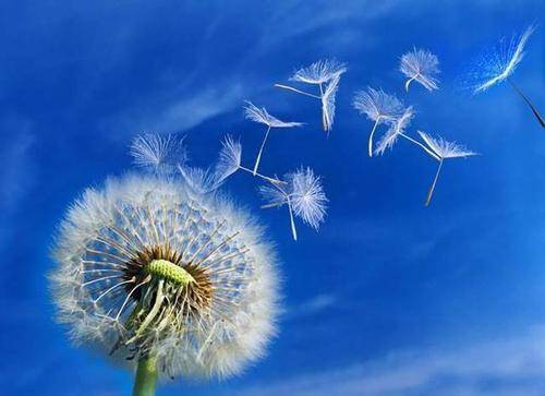 揭秘含羞草实验室，隐藏入口背后的科学奇迹