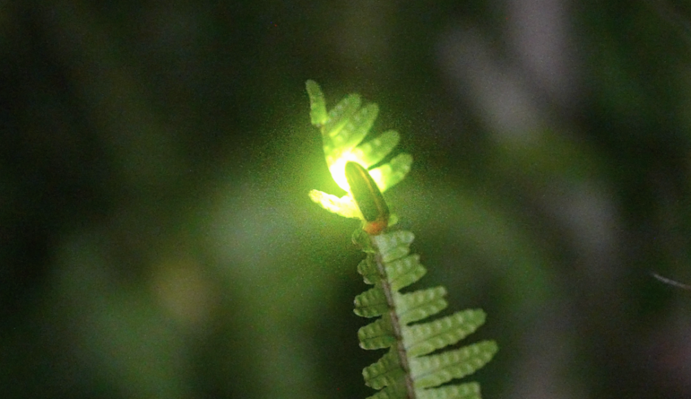 揭秘含羞草实验室，隐藏入口背后的科学奇迹