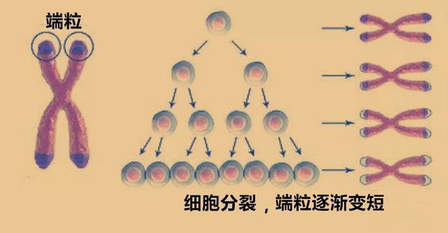 细胞分裂2，生命的舞蹈，科学的魅力