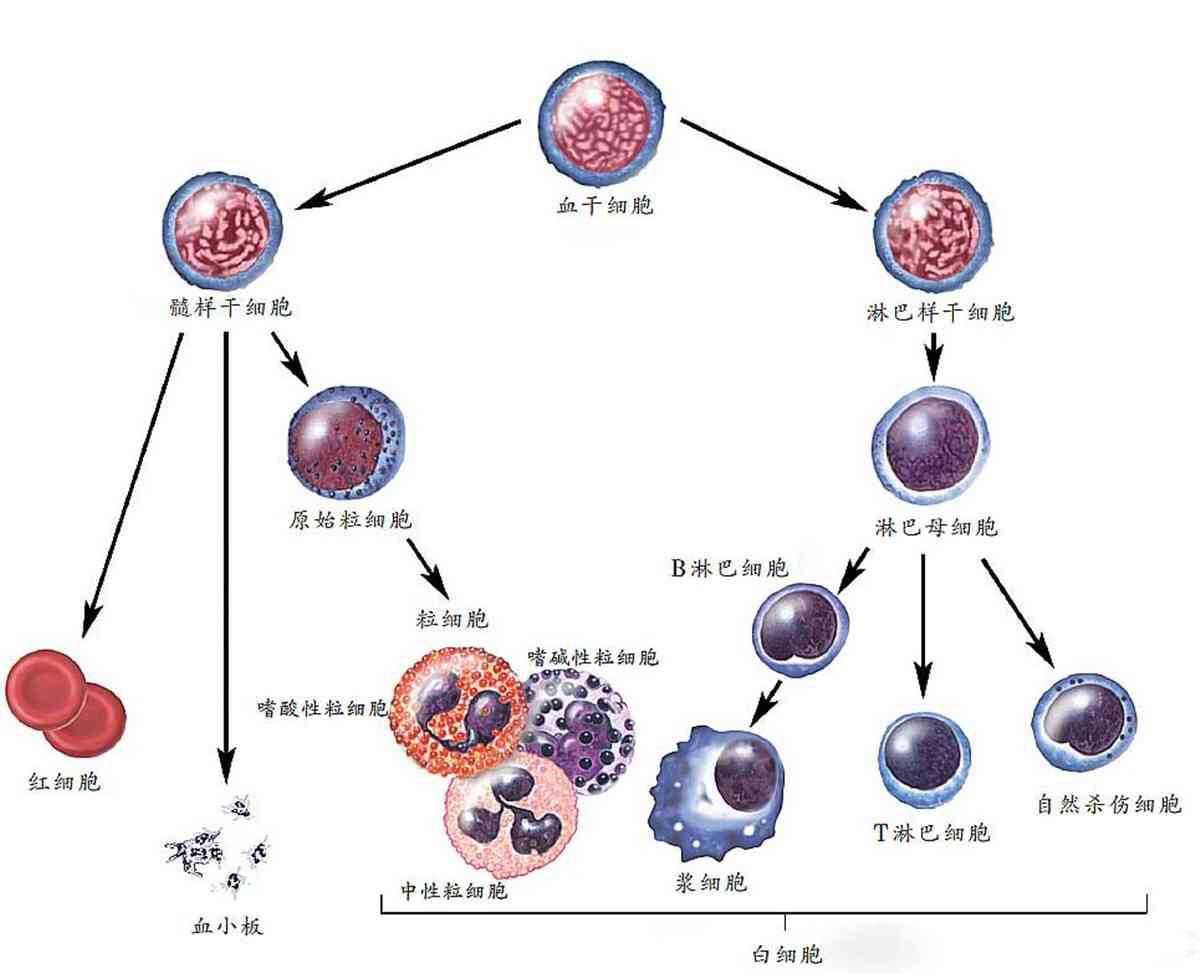 细胞分裂2，深入探索细胞分裂的奥秘