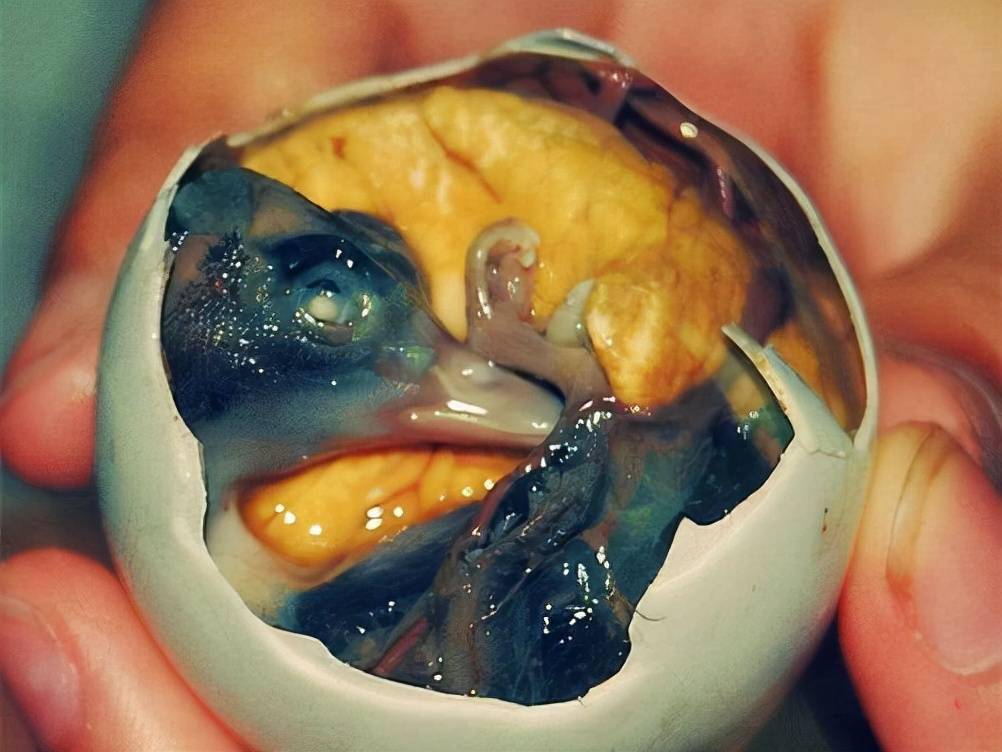 探索味觉极限，揭秘全球最恶心的食物