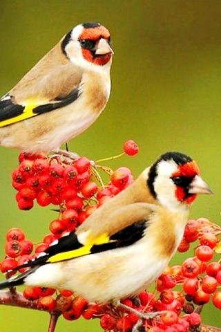 新麻雀连连看，揭秘中国城市化进程中的鸟类适应与共生