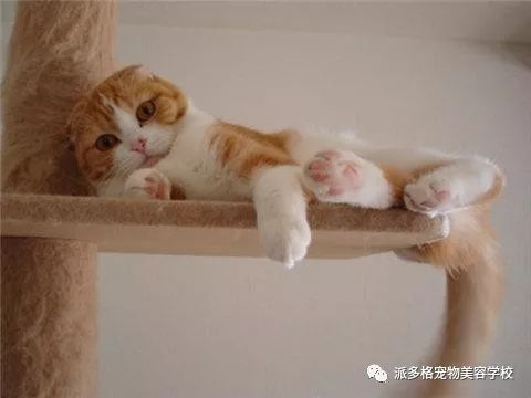 猫咪爱上鱼，一段跨越天性的不解之缘