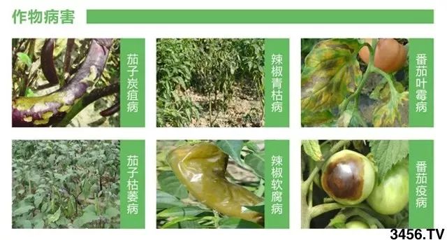 火红金手指，探索辣椒的奥秘与健康益处