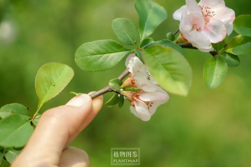 以琼琚报之，在人际关系中传递善意与感激