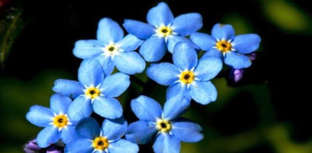 勿忘我，图片中的情感纽带