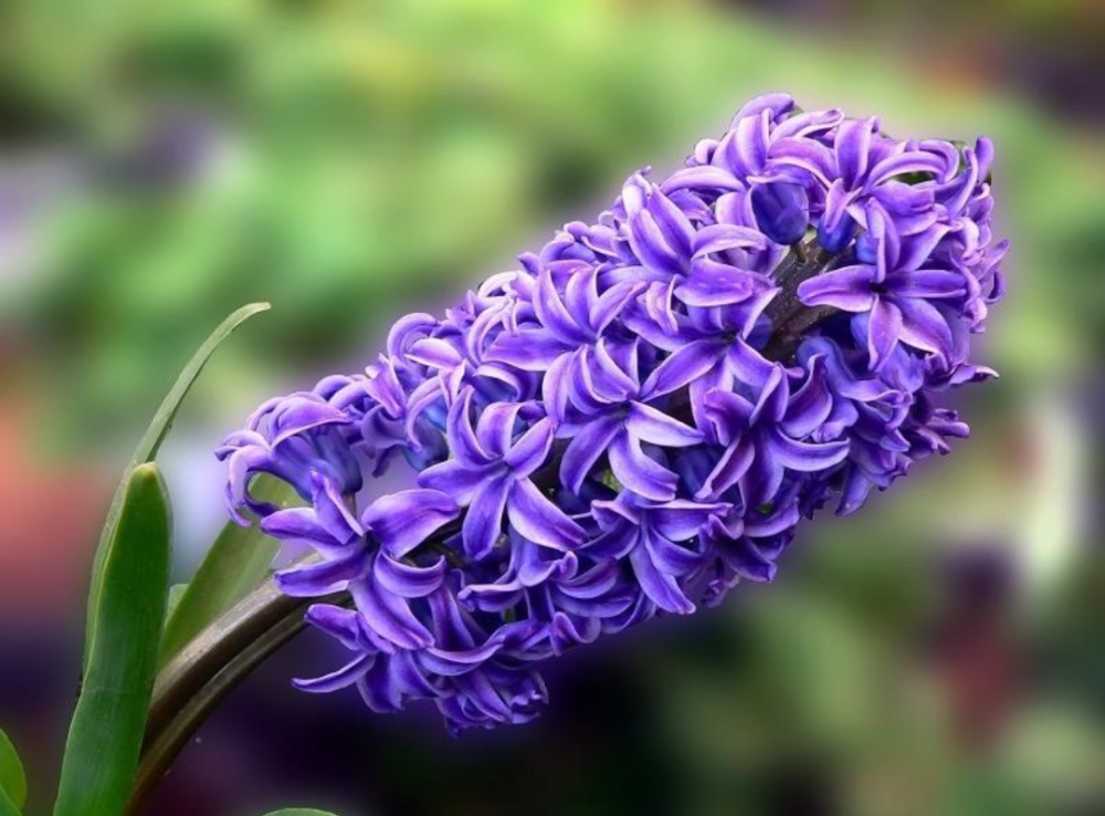 勿忘我，永恒的记忆与美丽的花卉