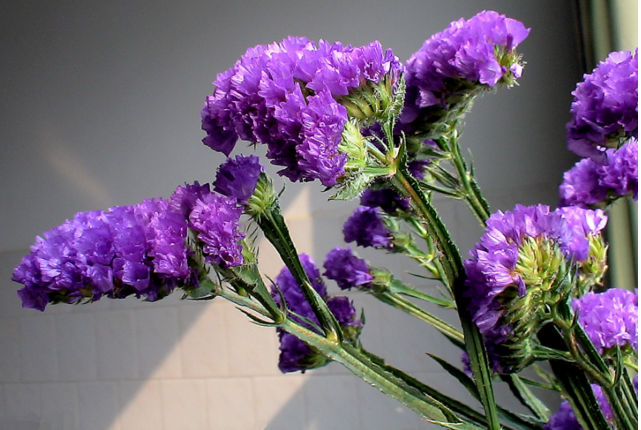 勿忘我，永恒的记忆与美丽的花卉