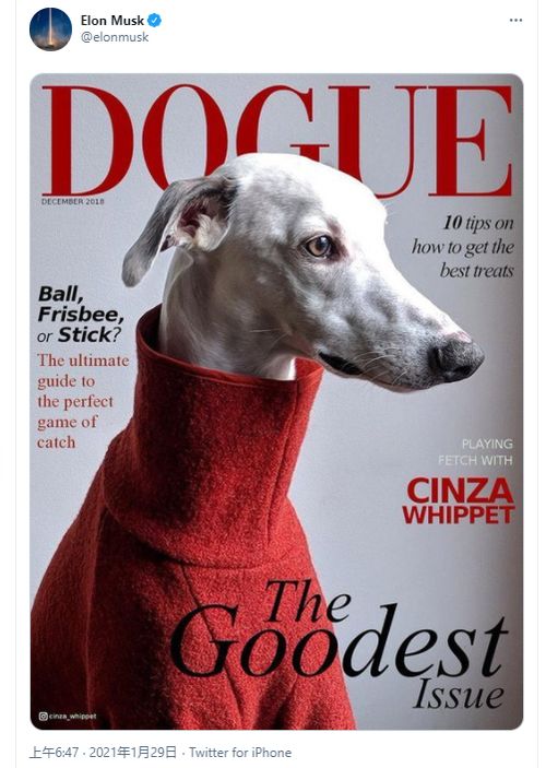 狗狗币官方交易平台，深入了解与安全投资指南