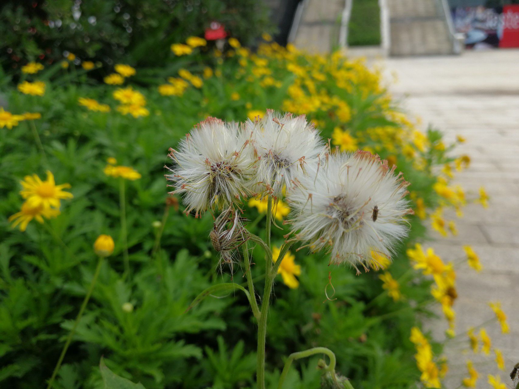 忘忧草官网使用全攻略：轻松下载安装与核心功能体验，解决心理健康管理难题