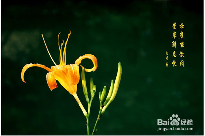 忘忧草官网使用全攻略：轻松下载安装与核心功能体验，解决心理健康管理难题