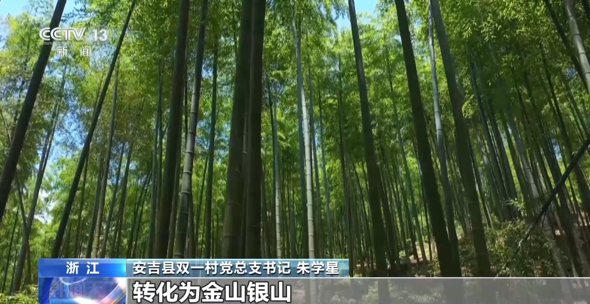 伐竹取道：从竹林迷途到通途的智慧与技巧全解析