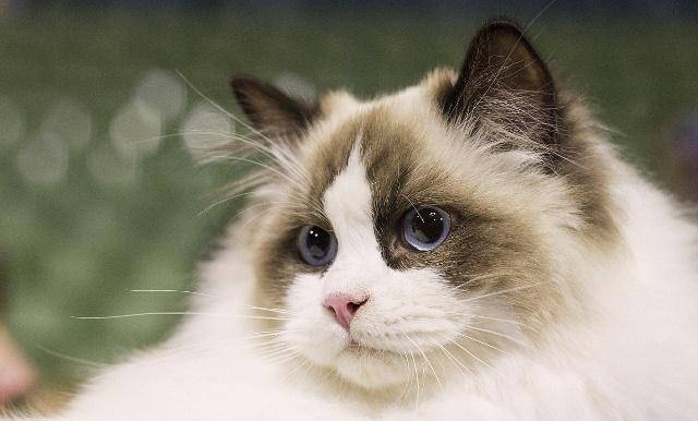 魔力猫：聪明通人性的猫咪如何带来快乐与陪伴，饲养训练全指南