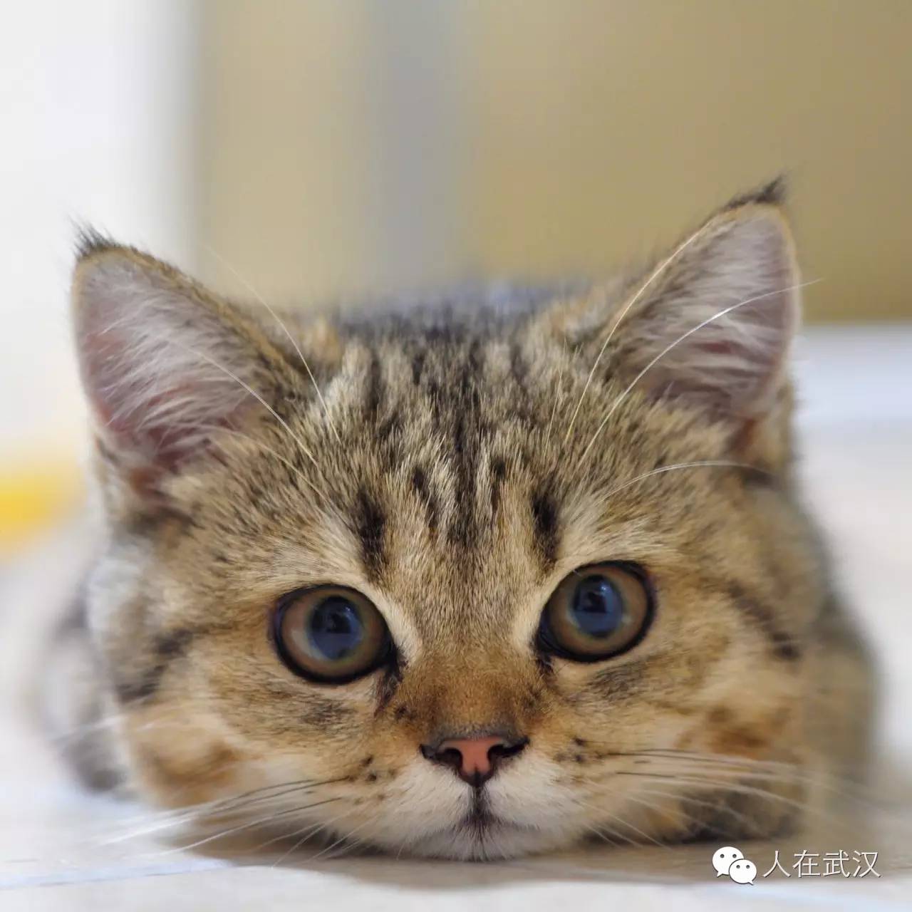 魔力猫：聪明通人性的猫咪如何带来快乐与陪伴，饲养训练全指南