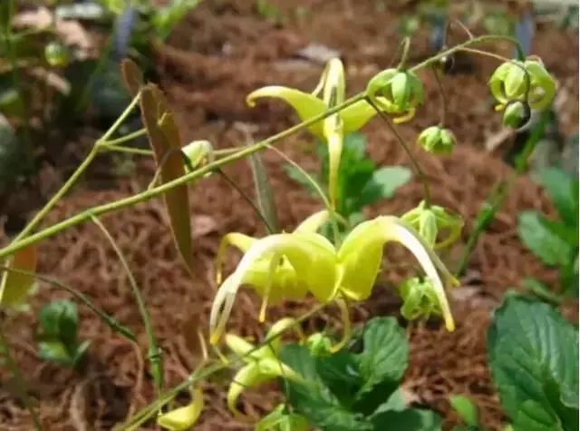 金棘草：从传奇植物到养生宝藏，揭秘其神奇功效与种植采收全攻略