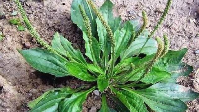 金棘草：从传奇植物到养生宝藏，揭秘其神奇功效与种植采收全攻略