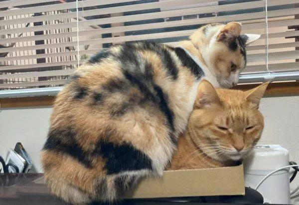 围住神经猫攻略：轻松掌握技巧，快速困住猫咪，告别失败烦恼