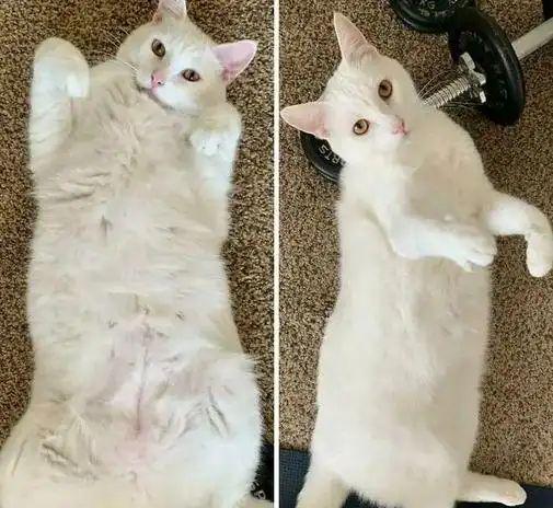 围住神经猫攻略：轻松掌握技巧，快速困住猫咪，告别失败烦恼