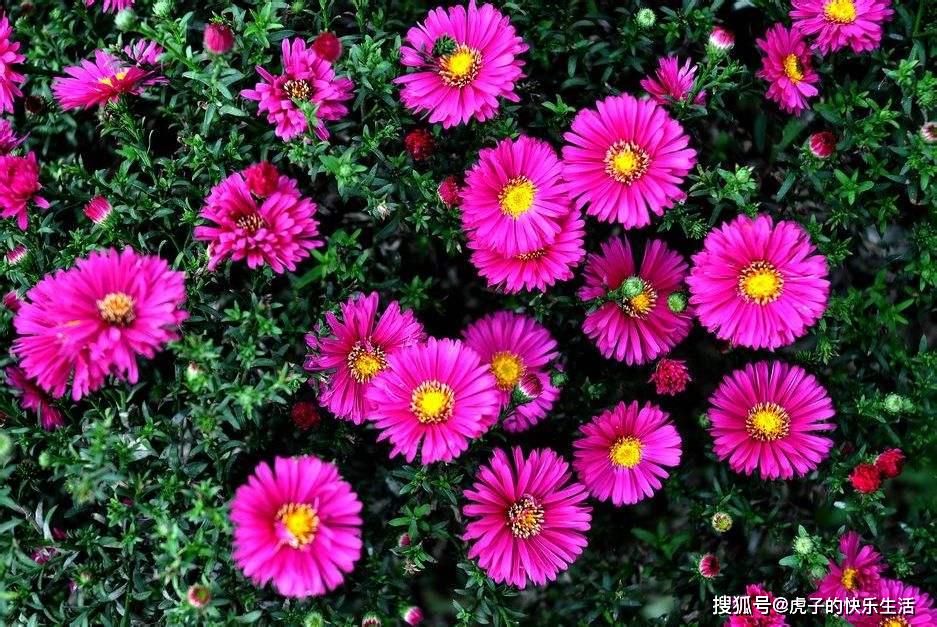 伤心花是什么？揭秘文学中忧郁花朵的植物特征与文化象征