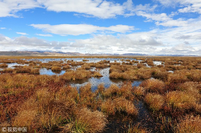 探索黑色沼泽：揭秘神秘湿地生态系统的形成、分布与保护