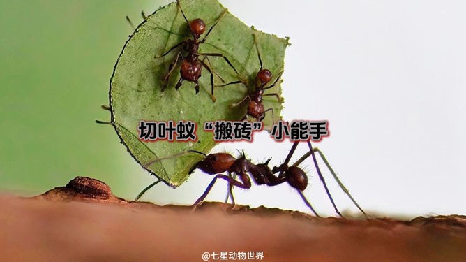 蚂蚁世界探秘：高效分工与生存智慧，带你走进微观社会的神奇运转