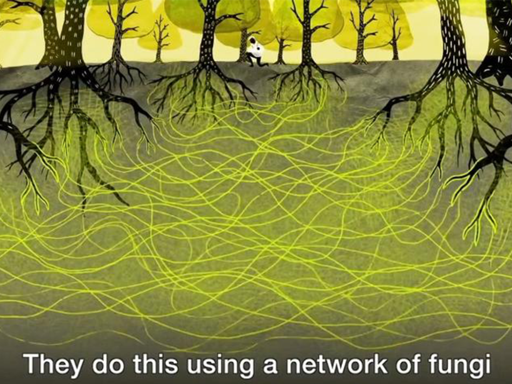 闪电豹的生存智慧与保护：揭秘热带雨林顶级掠食者的神秘踪迹