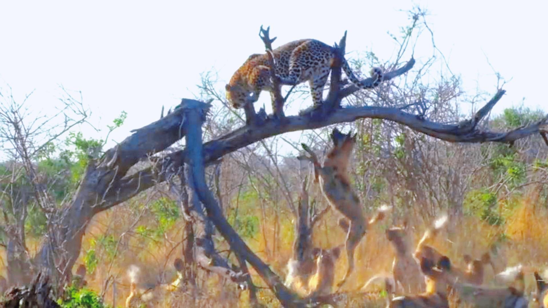 闪电豹的生存智慧与保护：揭秘热带雨林顶级掠食者的神秘踪迹