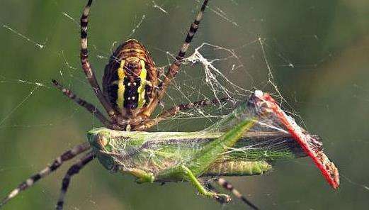 蜘蛛丝：揭秘自然界的超级材料，如何用轻盈与坚韧解决医疗、纺织与防护难题