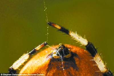蜘蛛丝：揭秘自然界的超级材料，如何用轻盈与坚韧解决医疗、纺织与防护难题