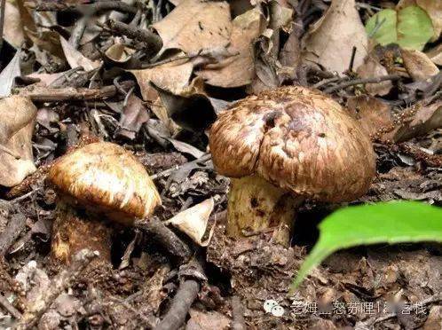 烈焰菇种植方法全揭秘：从深山珍品到餐桌美味的便捷培育指南