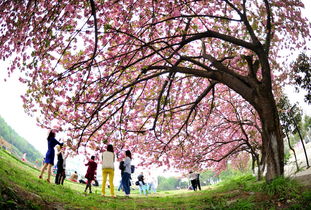 樱花校园联机版下载安装与联机攻略：轻松畅玩多人校园生活，告别孤独游戏体验