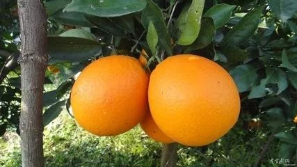 保护橙子全攻略：从果园到餐桌的保鲜秘诀，让每一口都新鲜多汁